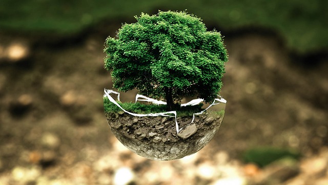 Illustration d'un arbre dans une boule de verre au milieu d'un foret avec une atmosphère de respect de la nature avec Pac Eco